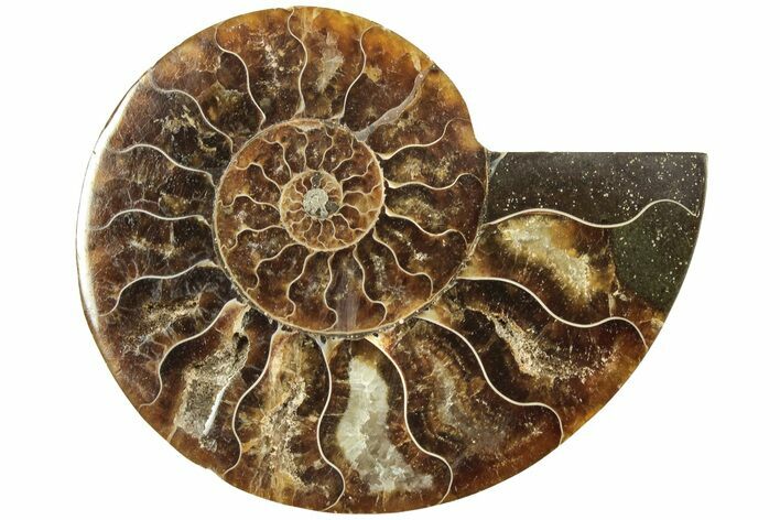 Cut & Polished Ammonite Fossil (Half) - Madagascar #206774